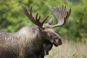 Canadian moose