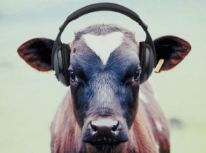 cow listening to trance music