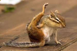 chipmunk yoga