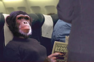 monkey in plane