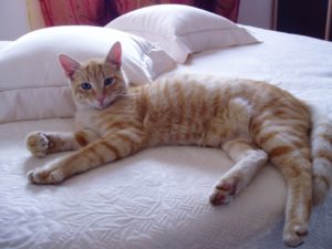 cat on mattress